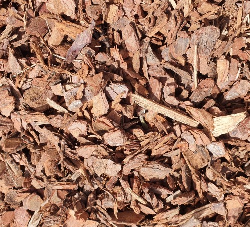 Pine Bark 1