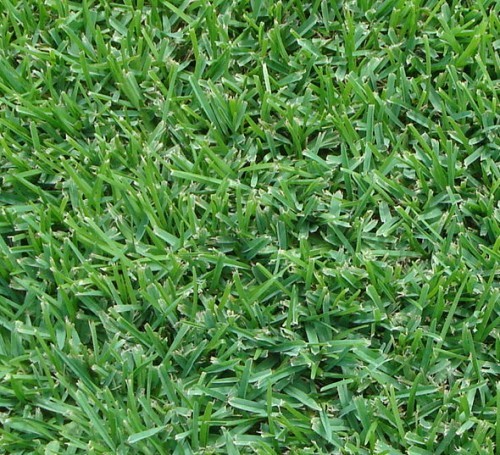 Turf & Lawn