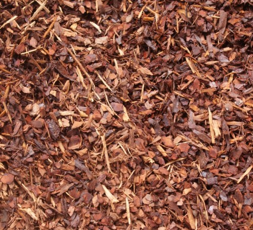 Pine Bark 1