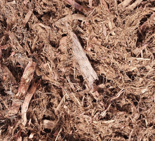 Hoop Pine 1