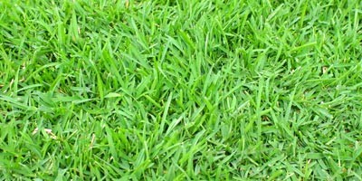 Empire Zoysia