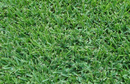 Palmetto