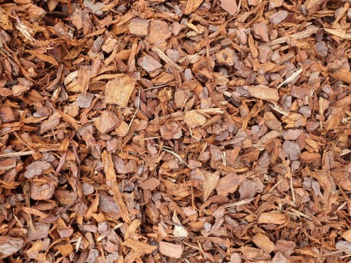 Pine Bark 1