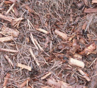 Tea Tree Fines